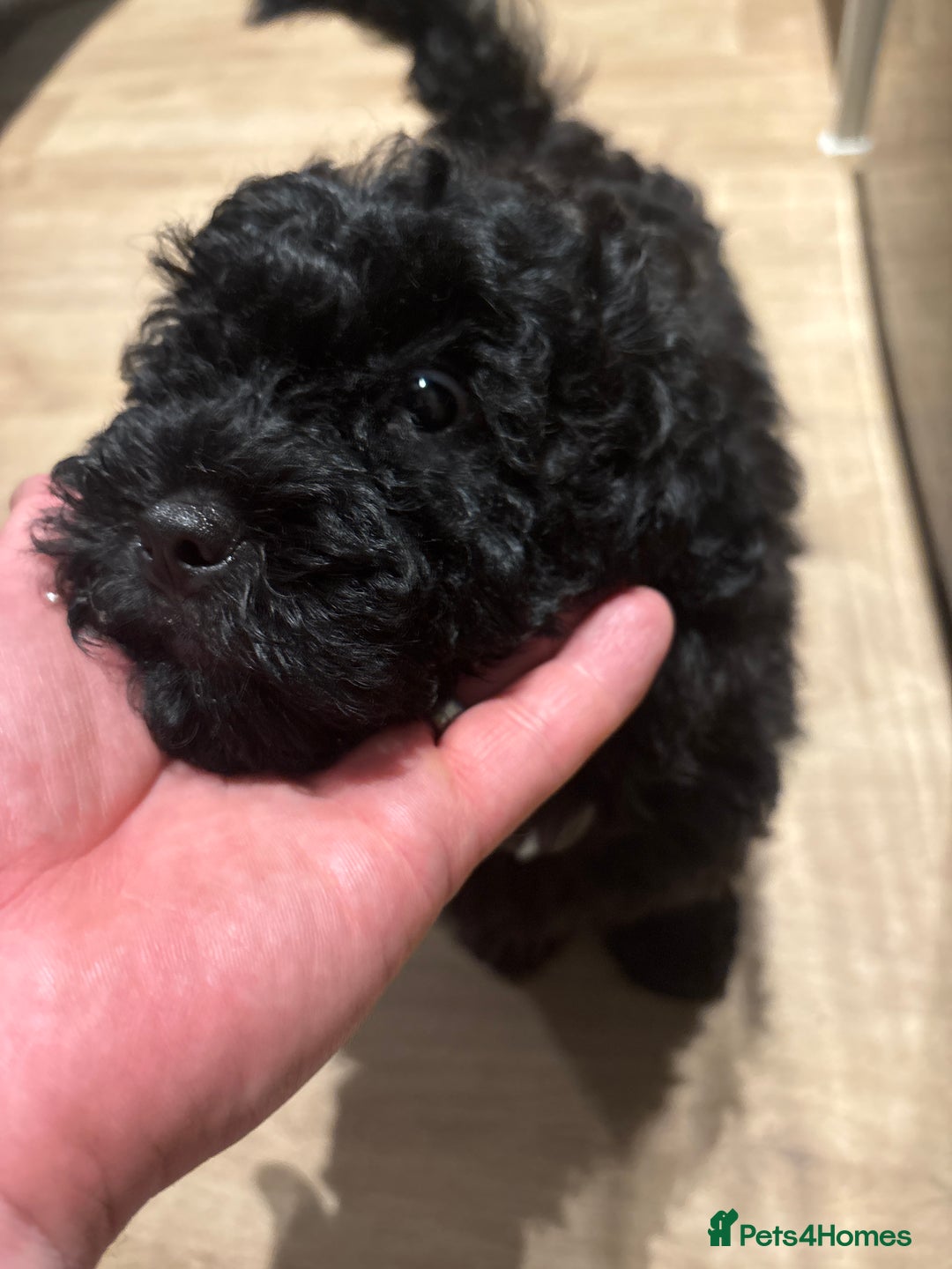 Shihpoo dogs for sale: Shihpoo puppy - Advert 3
