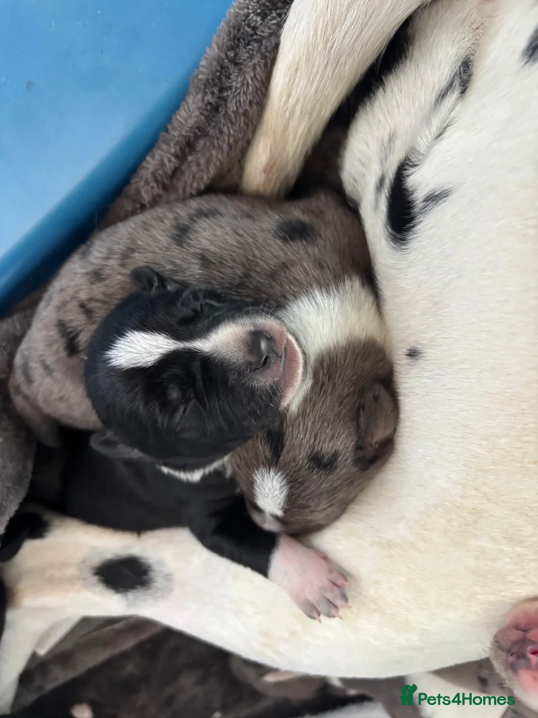 Mixed Breed dogs for sale: Merle Dalmatian cross border collie pups - Advert 2