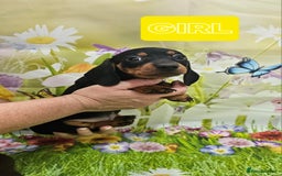 Miniature Dachshund dogs for sale: Beautiful miniature dachshund puppies - Image 6