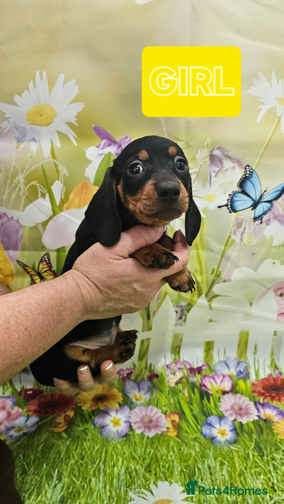 Miniature Dachshund dogs for sale: Beautiful miniature dachshund puppies - Image 6