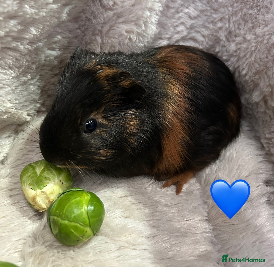 Guinea Pig rodents for sale: GORGEOUS BABY GUINEA PIGS - Advert 1