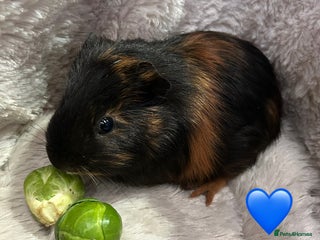 Guinea Pig rodents GORGEOUS BABY GUINEA PIGS - Advert 1