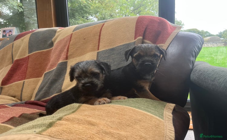 Border Terrier dogs - Advert 1
