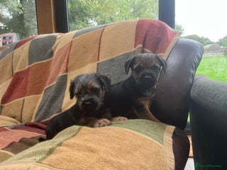 Border Terrier dogs Beautiful Border Terrier puppies - Advert 5