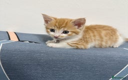 Mixed Breed cats for sale: RARE FEMALE KITTEN *AVAILABLE* - Image 3