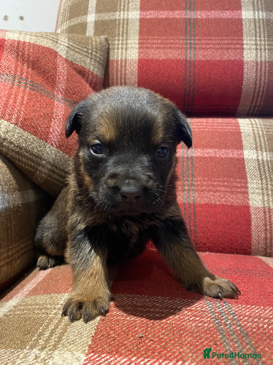 Mixed Breed dogs for sale: Rottweiler x malinois  - Advert 11
