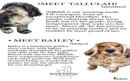 Cockapoo dogs for sale: Stunning f1b cockapoo puppies!!  - Image 10