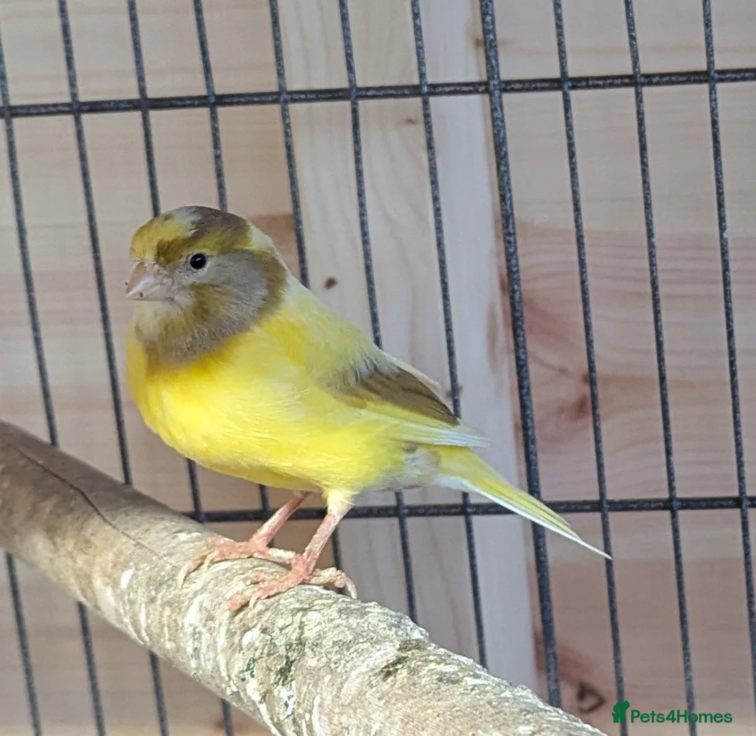 Canaries birds for sale: 3 canaries with large cage. - Advert 2
