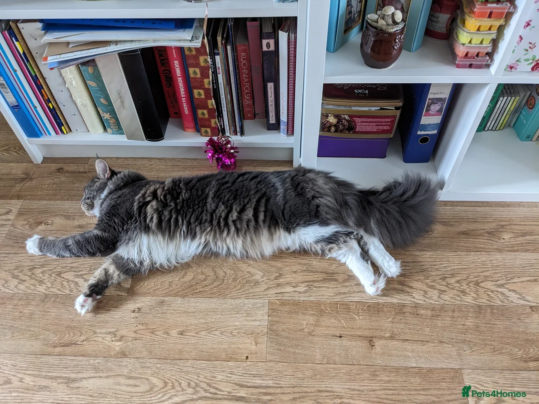 Maine Coon cats for stud: Zeus Maine-coon Stud in London - Advert 3