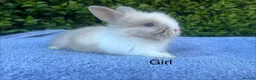 Lionhead rabbits for sale: Beautiful mini double maned lionheads bunnies  - Advert 9