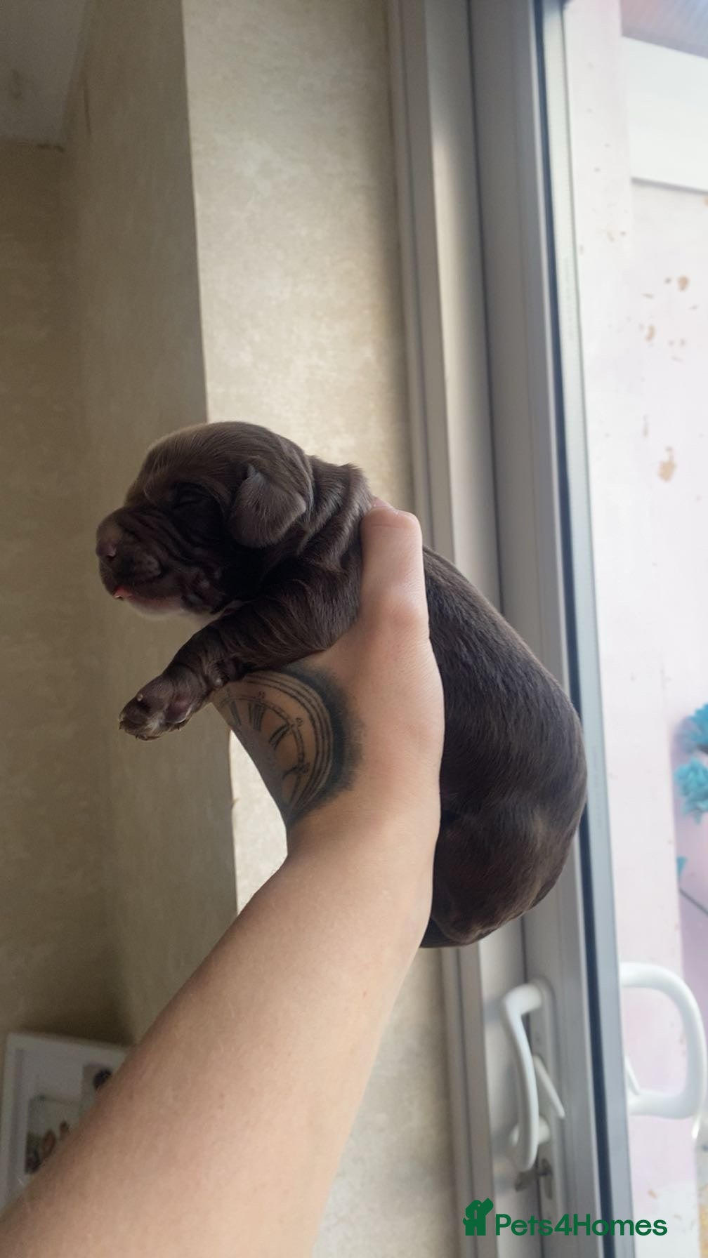 Sprocker dogs Healthy Springer Spaniel Pups  - Advert 8