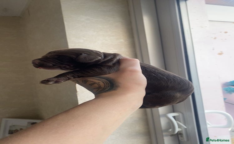 Sprocker dogs Healthy Springer Spaniel Pups  - Advert 1