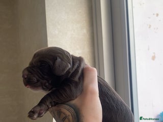 Sprocker dogs Healthy Springer Spaniel Pups - Advert 1