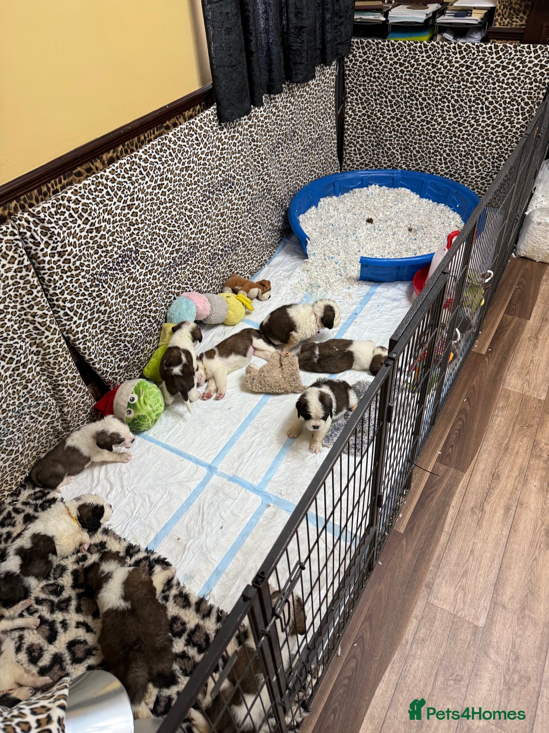 Saint Bernard dogs for sale: Smooth male puppy  - Image 5