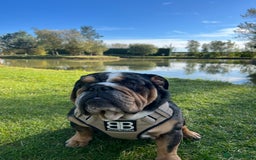 English Bulldog dogs for stud: 👑KING-KOJO👑 - Image 3