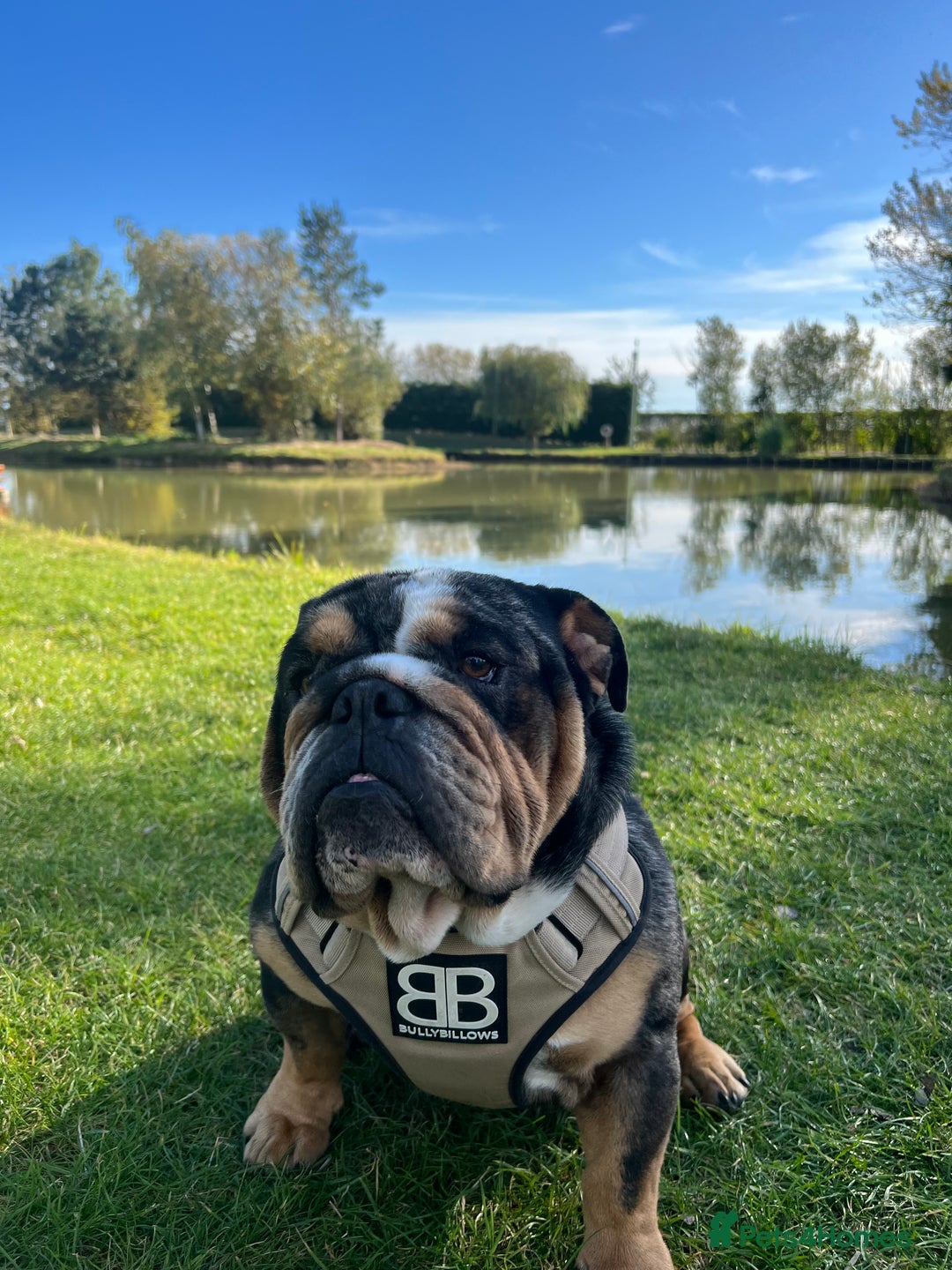 English Bulldog dogs for stud: 👑KING-KOJO👑 - Image 3