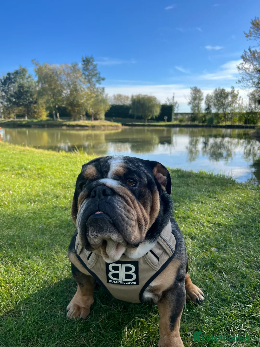 English Bulldog dogs for stud: 👑KING-KOJO👑 - Advert 3