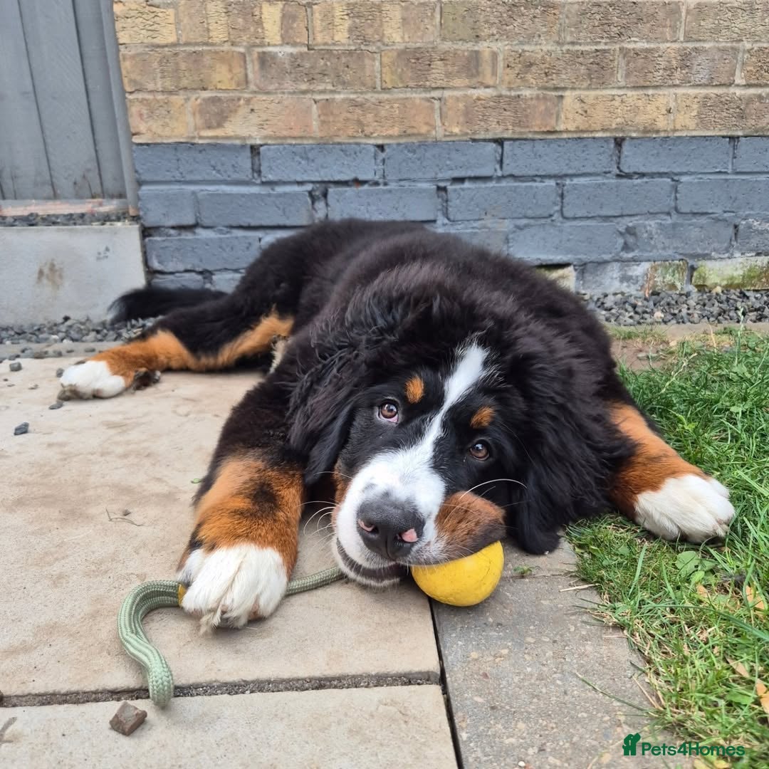 Bernese Mountain Dog dogs Bernese Mountain Dog Looking for a Loving Home  - Advert 5