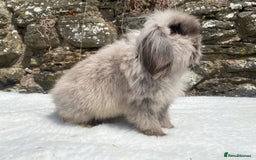 Mini Lop rabbits for sale: 3 pretty does needing new homes - Advert 19