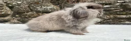Mini Lop rabbits for sale: A pretty does needing a new home - Advert 19