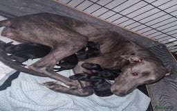 Mixed Breed dogs for sale: 5 lovely Lurchers  - Image 11