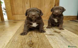 Mixed Breed dogs for sale: Collie cross rough haired Hungarian viszler  - Image 26