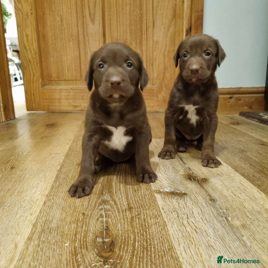 Mixed Breed dogs for sale: Collie cross rough haired Hungarian viszler  - Image 26