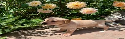 Mixed Breed dogs for sale: Cavachon - Fox Red Labrador - Rare F1 Cavador - Advert 31