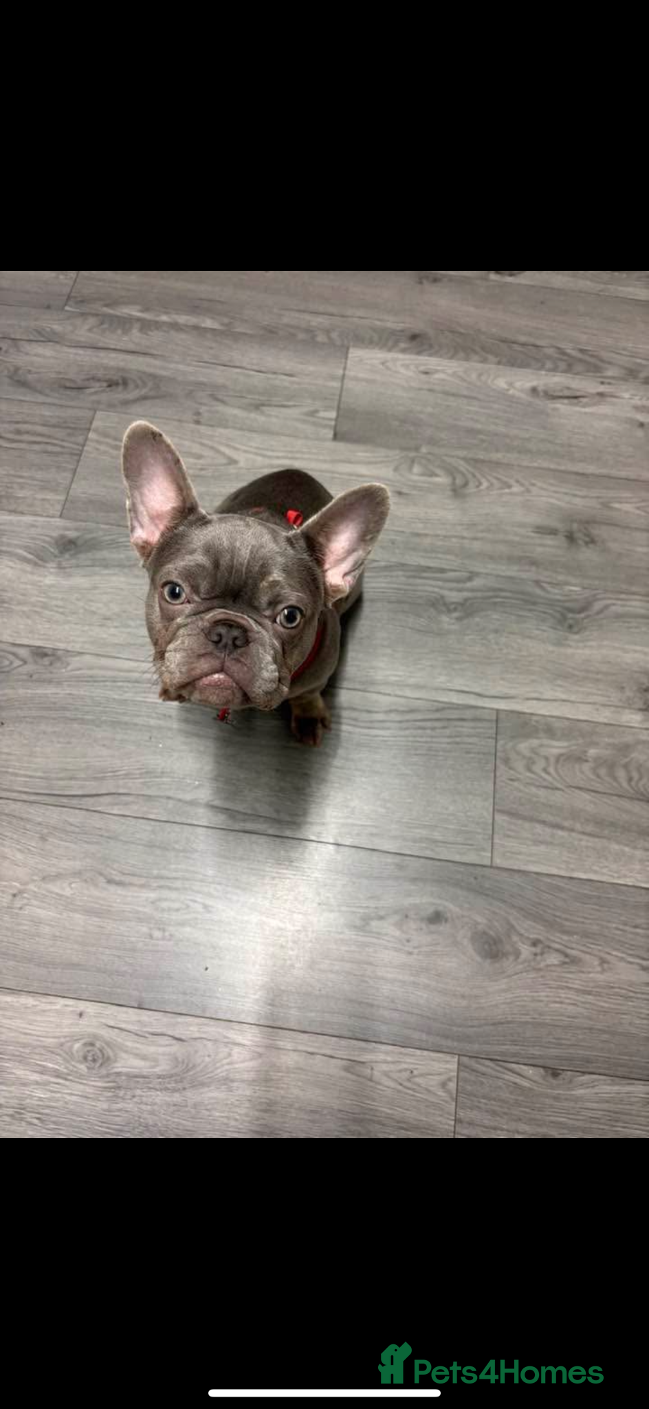 French Bulldog dogs Bella frenchie - Advert 1