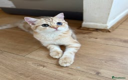 British Shorthair cats for sale: GCCF reg BSH Chocolate Golden Odd Eyes Last Male in London - Image 39