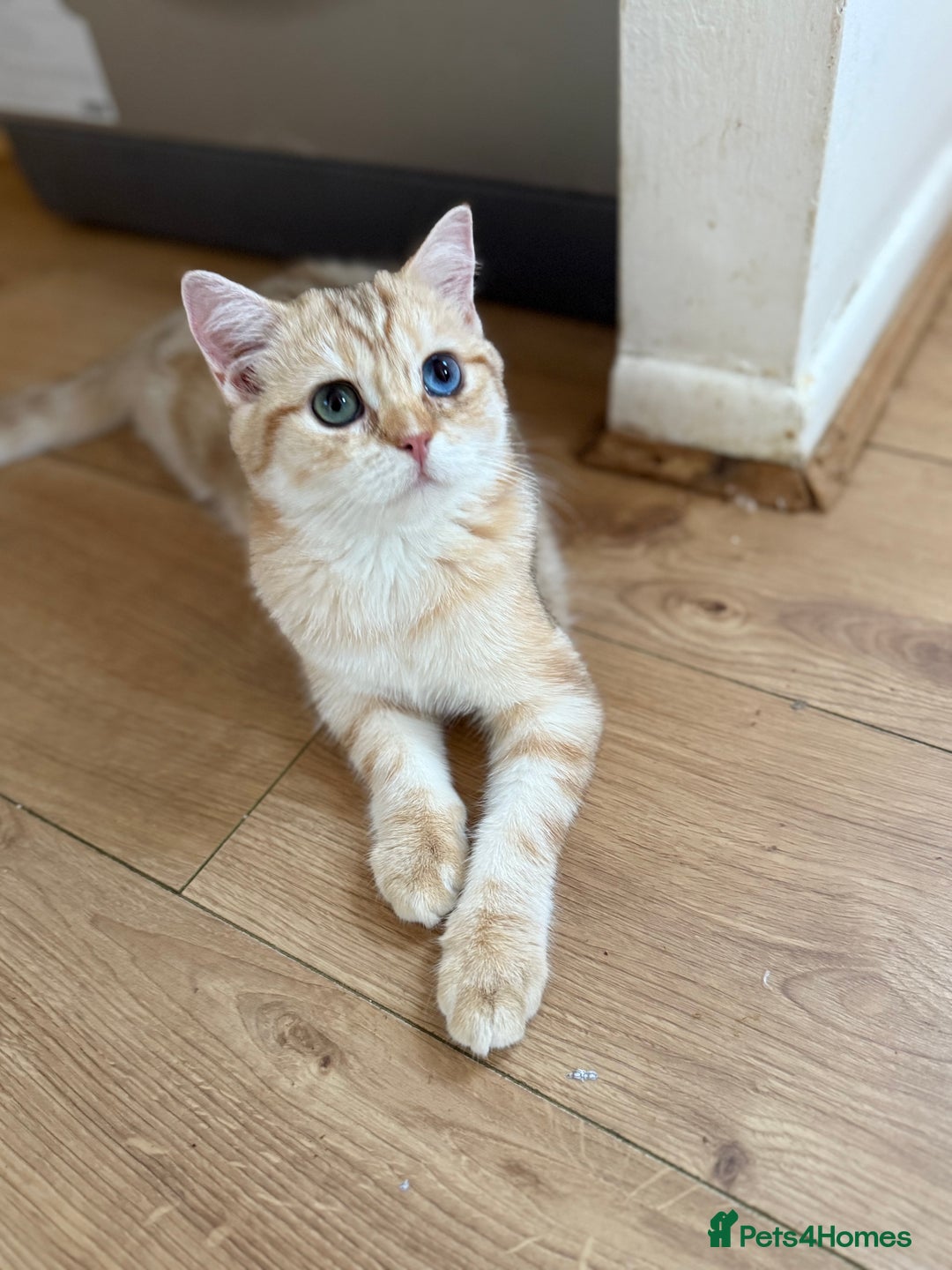 British Shorthair cats for sale: GCCF reg BSH Chocolate Golden Odd Eyes Last Male in London - Image 39