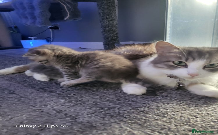 Domestic Shorthair cats - Advert 1