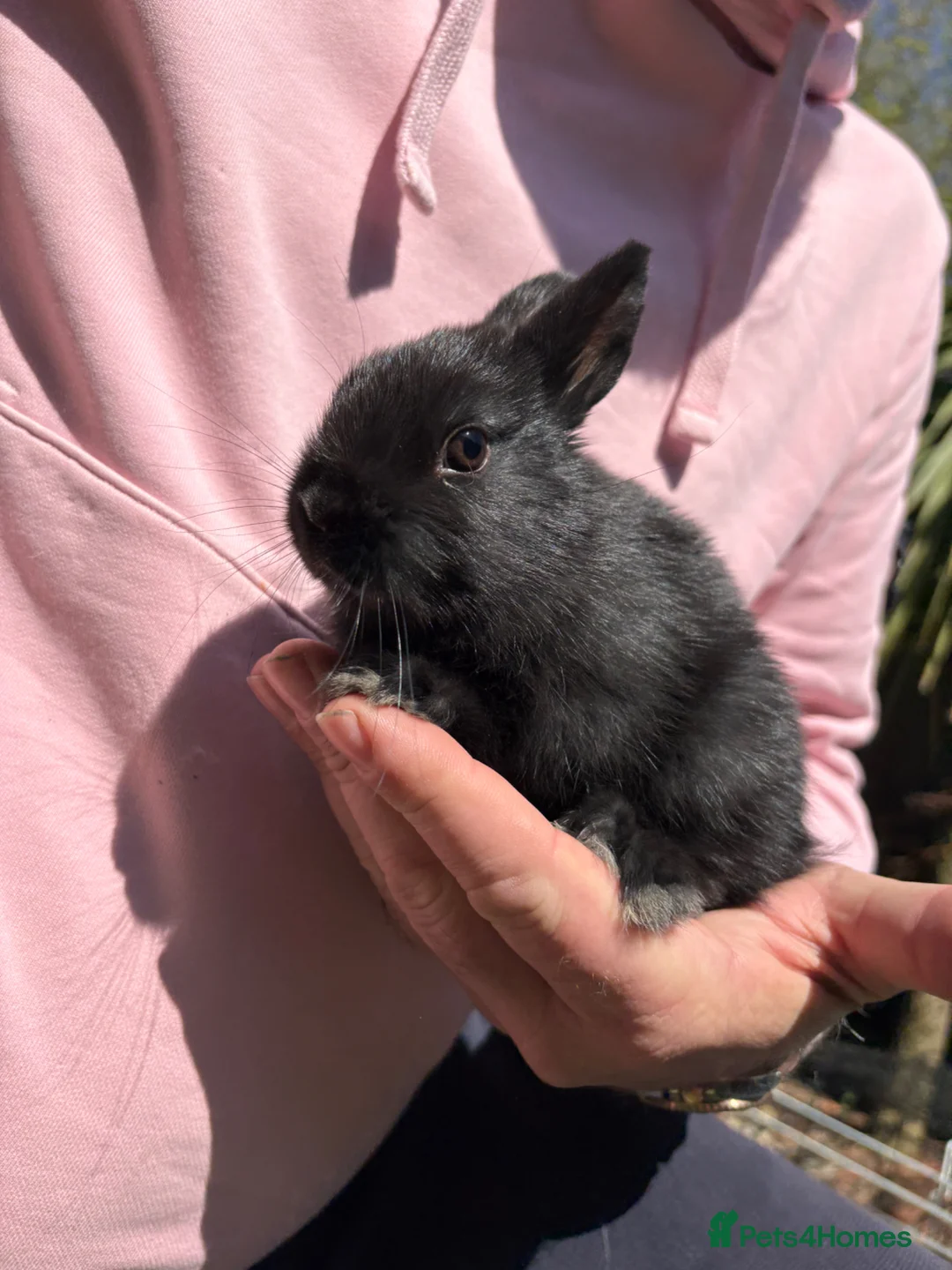 Mixed Breed rabbits for sale: Selection of young rabbits  - Advert 1