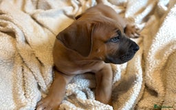 Boerboel dogs for sale: EXCEPTIONAL NABBR REGISTERED PUPPIES!  - Image 5