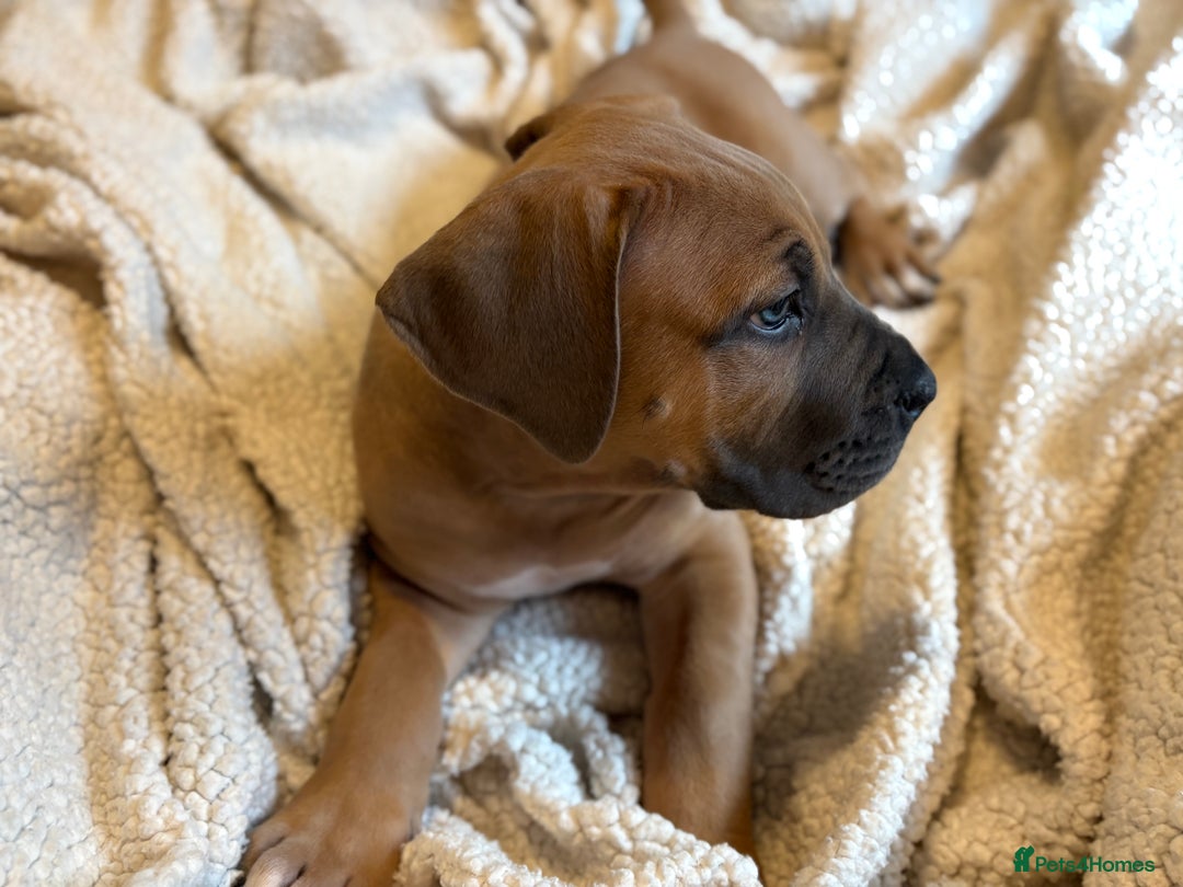 Boerboel dogs for sale: EXCEPTIONAL NABBR REGISTERED PUPPIES!  - Image 5