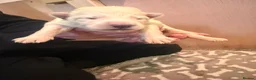 White Swiss Shepherd dogs for sale: Swiss white shepherds puppies  - Advert 3