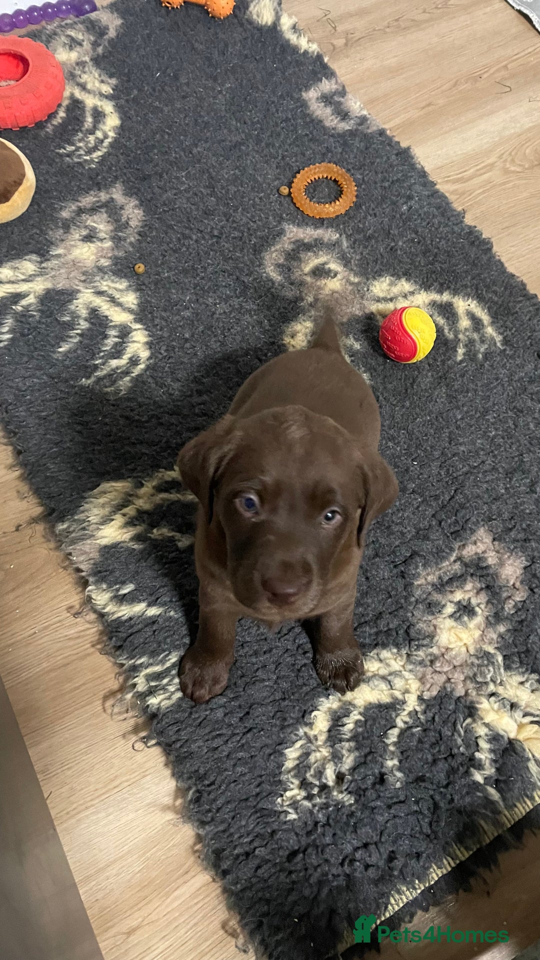 Labrador Retriever dogs for sale: Kennel club registered Labrador puppies  - Advert 10