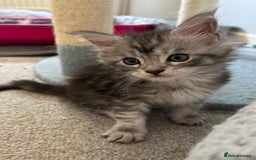 Maine Coon cats for sale: TICA & Council licensed white/black Maine Coons - Image 34