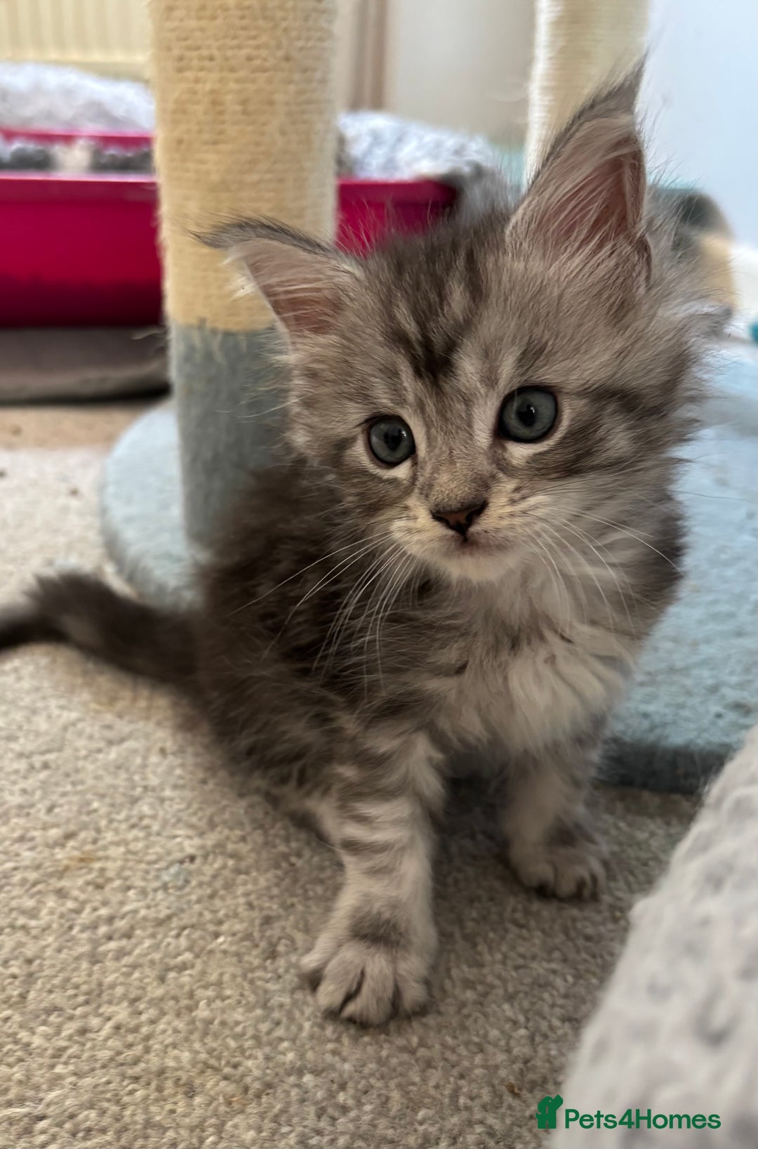 Maine Coon cats for sale: TICA & Council licensed white/black Maine Coons - Image 34
