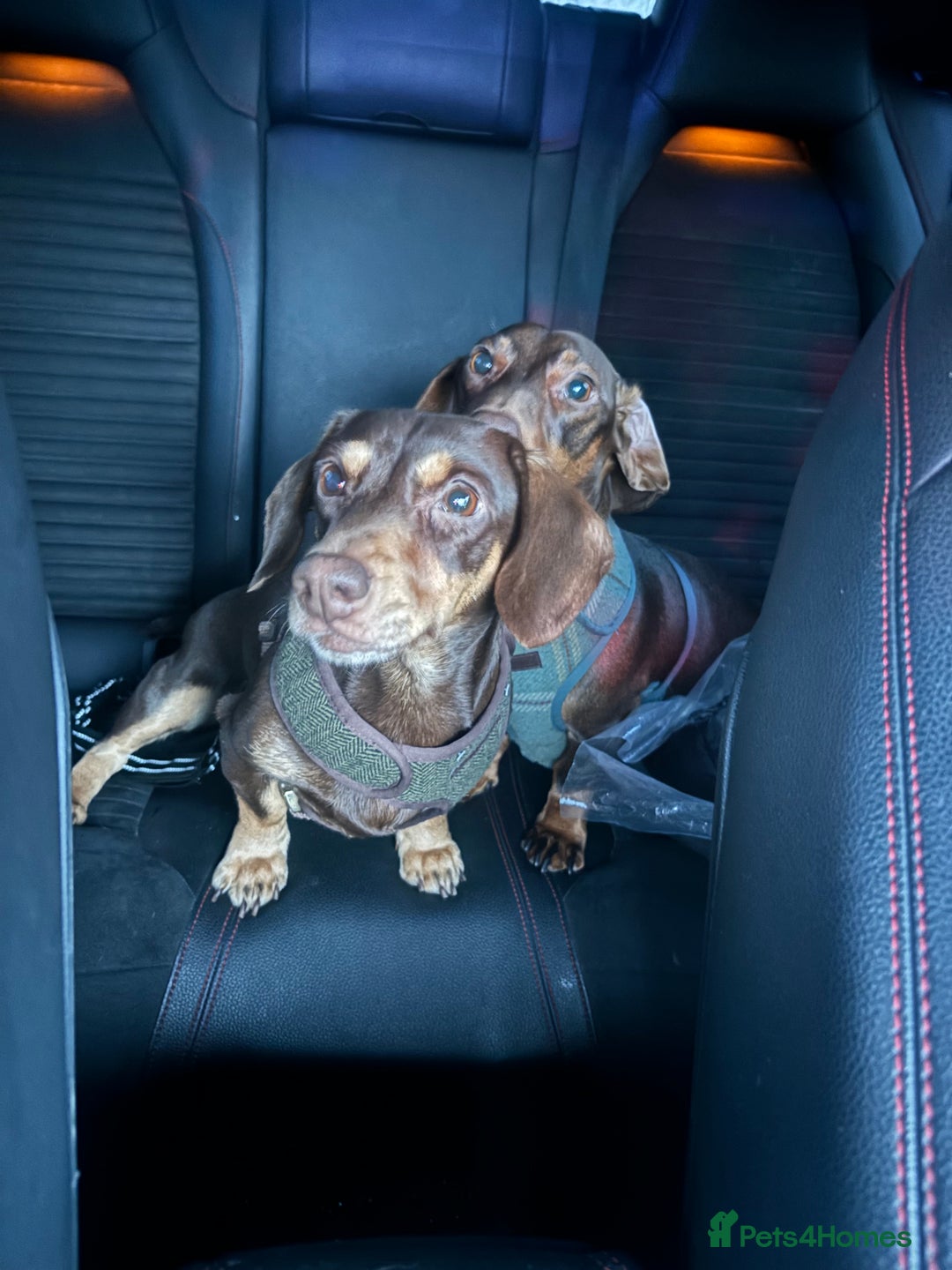 Dachshund dogs for sale: Rolo and Roxy are 3 years old and need a new home - Advert 4