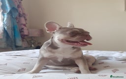 French Bulldog dogs for sale:  KC.French bulldog girl new shade isabella  - Image 7