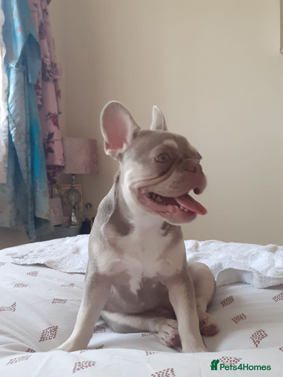 French Bulldog dogs for sale:  KC.French bulldog girl new shade isabella  - Image 7