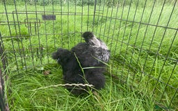 Chickens poultry for sale: Pair of breeding silkies - Image 9