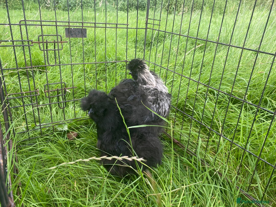 Chickens poultry for sale: Pair of breeding silkies - Image 9