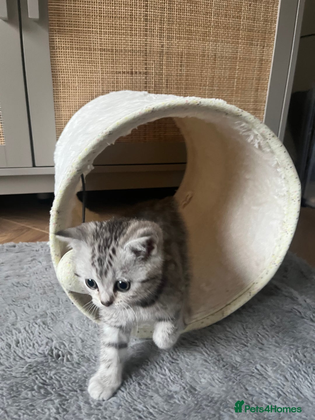 British Shorthair cats for sale: Stunning Silver Spotted Tabby, BSH,  - Image 5