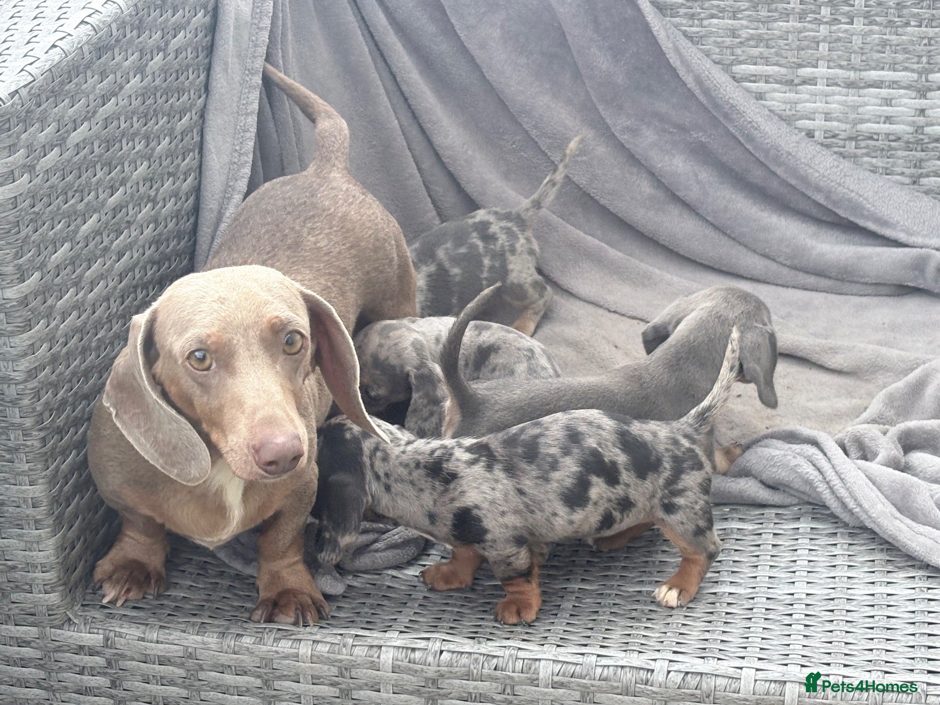 Miniature Dachshund dogs Beautiful dachshund puppies  - Advert 2