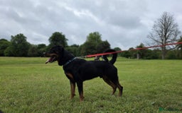 Rottweiler dogs for sale: Rottweiler puppies  - Image 17