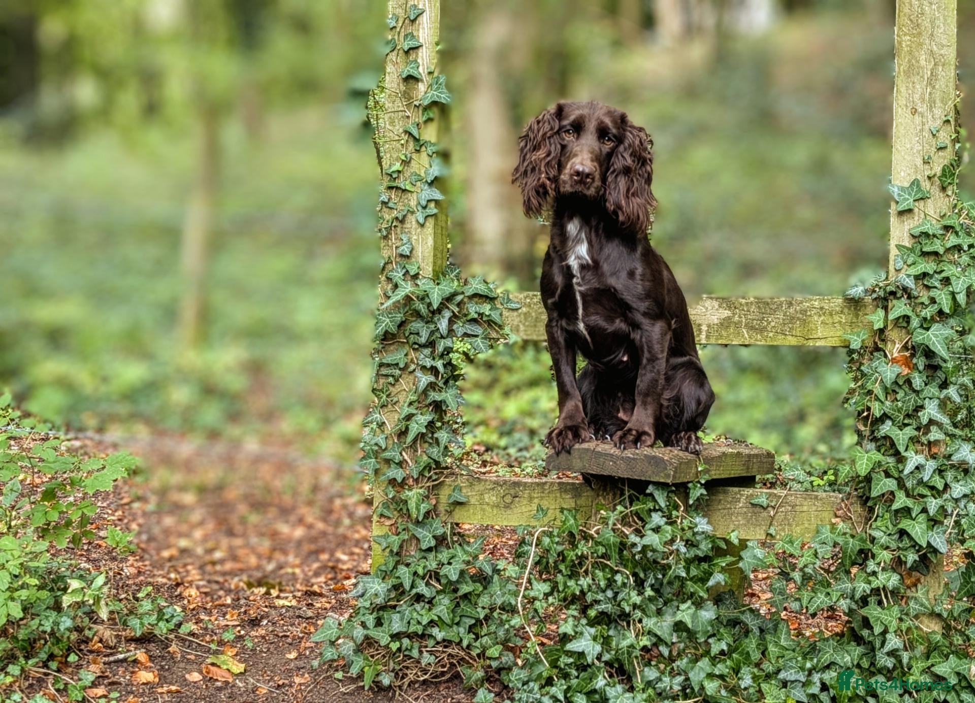 Cocker Spaniel dogs Sort hard to find - Advert 1
