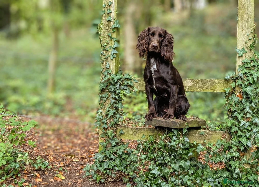 Cocker Spaniel dogs for sale: Sort hard to find - Advert 1