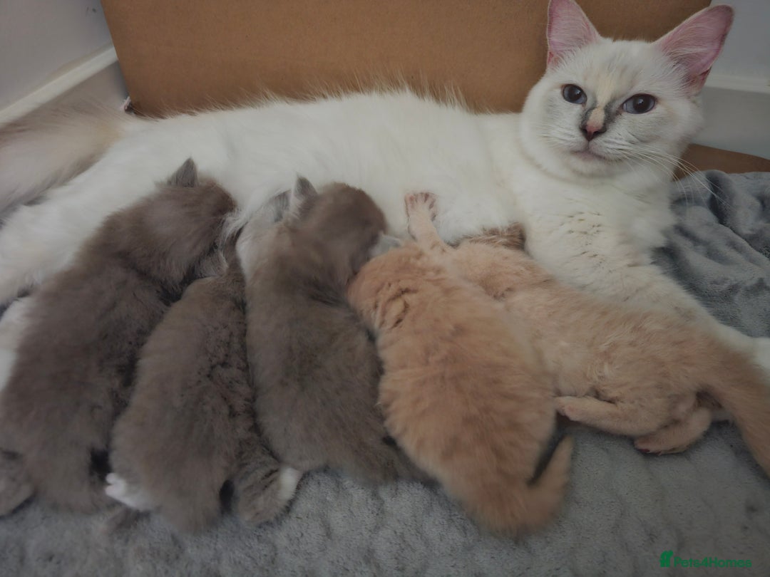 Ragdoll cats for sale: Gorgeous Longhair Ragdoll Kittens - Image 4